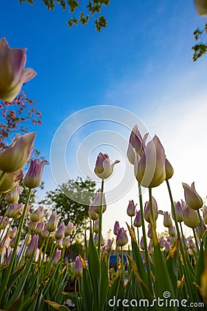 Pink tulip bloom in the spring Stock Photo